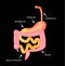 Organs of the gastrointestinal tract. Esophagus, stomach, duodenum, small intestine, colon. Digestion. Infographics. Vector