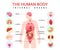 Organs in human body. Anatomical man silhouette, internal organs, educational infographics, medical biological poster