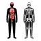 Organs and skeleton