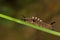 Orgyia antiqua butterfly slow walking upstairs