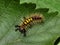 Orgyia antiqua rusty tussock moth caterpillar on leaf