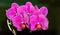 Orhid flowers on the black background queen fresh splash elegant exotic