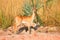 Oribi antelope