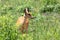 Oribi antelope Ethiopia, Africa wildlife