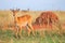 Oribi antelope (Ourebia ourebi
