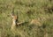 Oribi buck lying in the grass