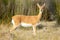 Oribi buck standing in the vedlt