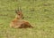Oribi Ourebia ourebi Resting on the Serengeti