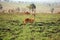 The oribi ,Ourebia ourebi, standing in savanna. Small antelope standing in the savannah after a fire full of freshly green grass