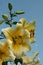 Orienpet lilies reach into the blue sky on a summer day