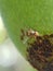Orient fruit fly Bactrocera dorsalis lay egg on mango fruit in Viet Nam.