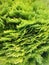 Oriental arborvitae tree aerial view.