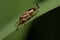 Oriental Beetle on Grass Blade