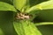 Oriental beetle with pronged antennae on a leaf in Connecticut.