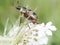 Oriental beetle on white flower blossom