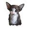 Oriental Bicolor kitten digital art illustration. Watercolor portrait of kitty from USA. Playful american feline breed with