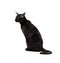 Oriental black cat isolated over white background