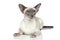 Oriental Blue-point siamese cat