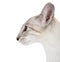 Oriental Blue point siamese cat