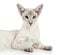 Oriental Blue point siamese cat