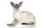 Oriental Blue-point siamese cat portrait