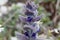 Oriental bugle, Ajuga orientalis