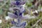 Oriental bugle, Ajuga orientalis