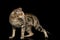 Oriental Cat With Big Ears on Black Isolated Background