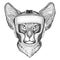 Oriental cat with big ears Wild boxer Boxing animal Sport fitness illutration Wild animal wearing boxer helmet Boxing