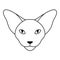 Oriental cat logo or icon. Oriental shorthair or Sphynx cat head in outline style. Front view. Vector