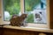 Oriental Cat And Outbred Cat Looks On Each Other Through Glass Of Window