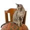 Oriental cat sitting on chair