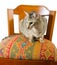 Oriental cat sitting on chair