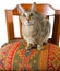 Oriental cat sitting on chair