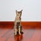 Oriental cat sitting on wooden floor