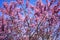 Oriental Cherry Blooming