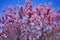 Oriental Cherry Blooming