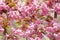 Oriental cherry flowers