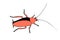 Oriental cockroach, macro of insects. Pest control. Vector outline illustration in cartoon doodle style, isolated