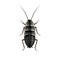 Oriental cockroach vector