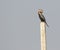 Oriental darter