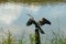 Oriental Darter