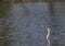 Oriental Darter Anhinga melanogaster bird in water
