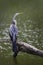 Oriental Darter - Anhinga melanogaster, Sri Lanka