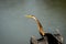 Oriental darter or Indian darter closeup basking in sun with full wingspan in keoladeo national park or bharatpur bird sanctuary