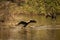 Oriental darter or Indian darter portrait basking in sun with full wingspan at keoladeo ghana national park or bharatpur