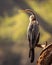 Oriental darter or Indian darter portrait basking in sun in golden hour light at keoladeo national park or bharatpur bird