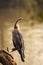 Oriental darter or Indian darter portrait basking in sun at keoladeo ghana national park or bharatpur bird sanctuary bharatpur