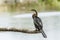 Oriental Darter in Tissa Wewa, Sri Lanka