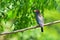 Oriental dollarbird